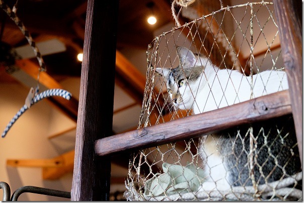 糸島,カフェ,ハナビ（hanabi）の猫ちゃん