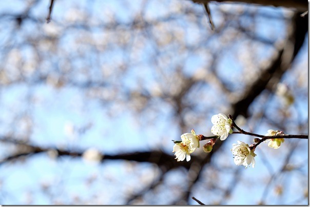 糸島、小富士の梅林の開花状況 糸島、小富士の梅林の開花状況