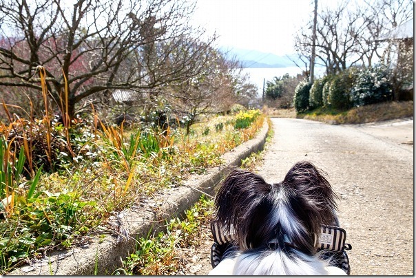 糸島、小富士の梅林を犬の散歩 糸島、小富士の梅林を犬の散歩