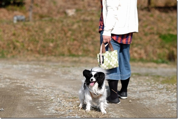 糸島をツクシを探しつつ犬の散歩 糸島をツクシを探しつつ犬の散歩