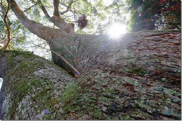 糸島の大木,櫻井神社