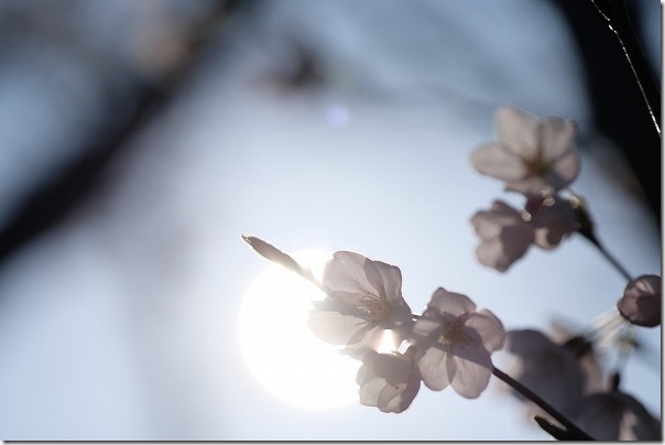 室見川の桜並木(橋本の車両基地横)の桜 室見川の桜並木(橋本の車両基地横)の桜