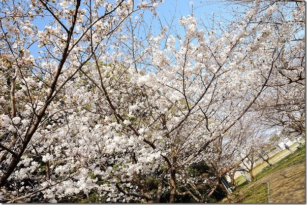 福岡市西区橋本の桜公園 福岡市西区橋本の桜公園