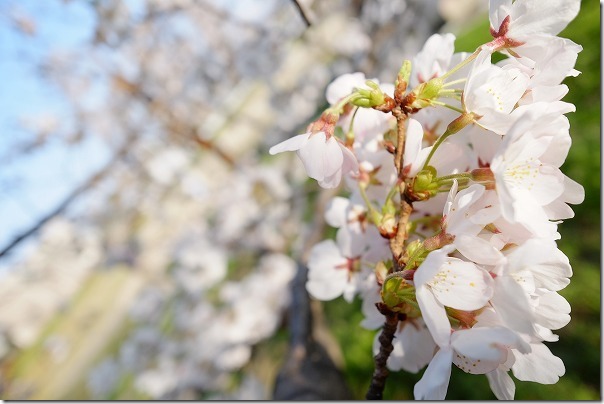 福岡市西区橋本の桜公園の桜 福岡市西区橋本の桜公園の桜