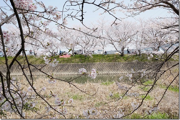 糸島,池田川（瑞梅寺川）の桜の駐車情報