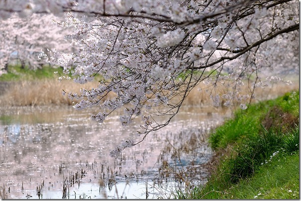 糸島,池田川（瑞梅寺川）の川面に映る桜