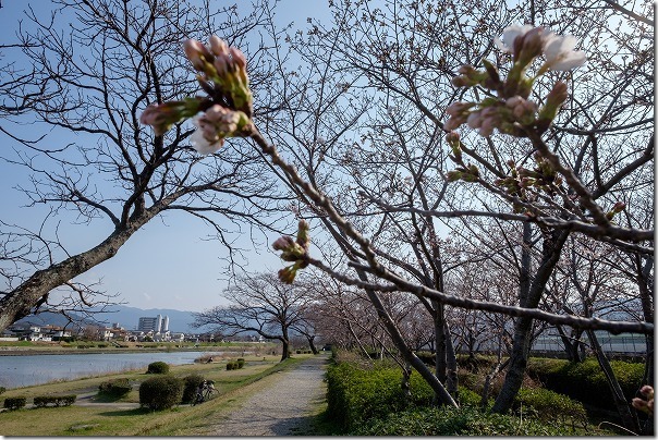 室見川の桜並木(橋本の車両基地横)の桜 室見川の桜並木(橋本の車両基地横)の桜