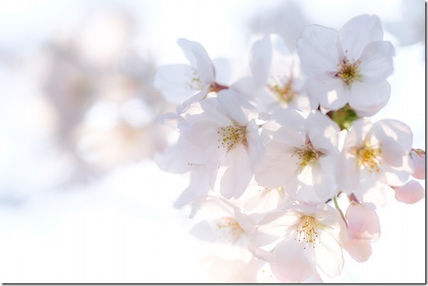室見川の桜並木(橋本の車両基地横)の桜 室見川の桜並木(橋本の車両基地横)の桜