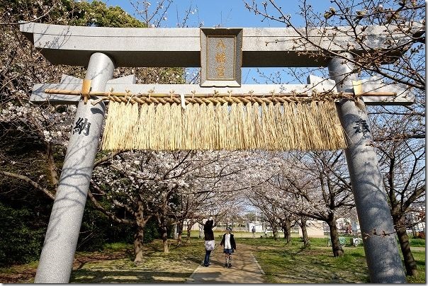 福岡市西区橋本の橋本八幡宮の桜 福岡市西区橋本の橋本八幡宮の桜