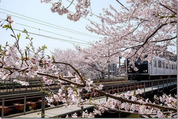 糸島,池田川（瑞梅寺川）の桜並木と電車