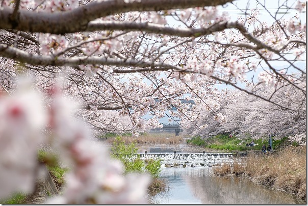 糸島,池田川（瑞梅寺川）の桜並木,満開