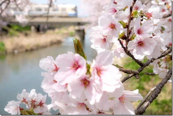 糸島,池田川（瑞梅寺川）の桜並木と電車