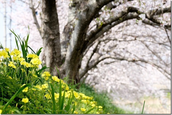 糸島,池田川（瑞梅寺川）の桜並木