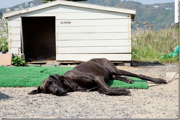 糸島TIMEの犬
