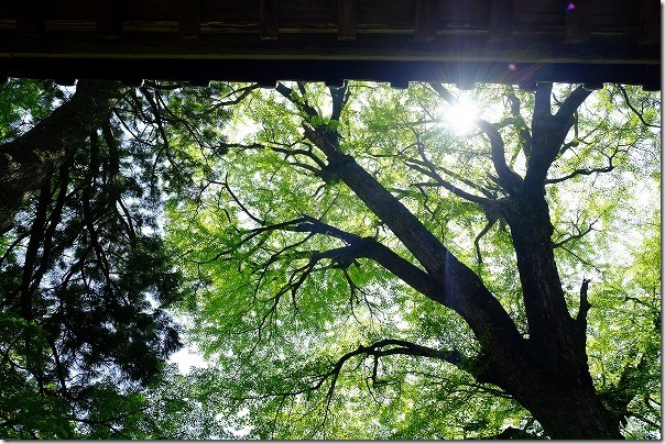雷山,新緑の雷神社