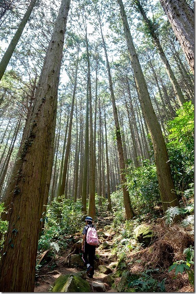 子供と飯盛山の登山、杉林 子供と飯盛山の登山、杉林