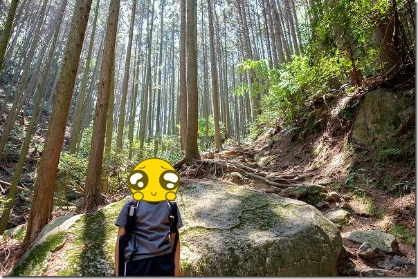 子供と飯盛山の登山、杉林 子供と飯盛山の登山、杉林