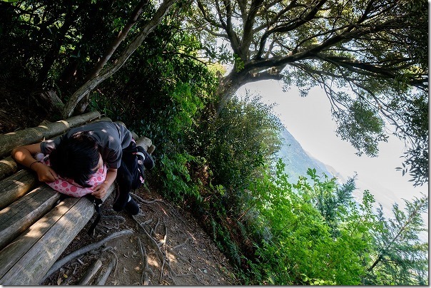 飯盛山山頂から叶岳の途中の杉林