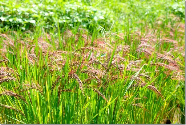 糸島二丈の赤米 糸島二丈の赤米