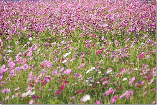 周船寺のコスモス畑