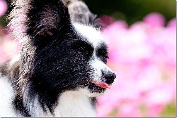 糸島,平原歴史公園のコスモス畑,犬 糸島,平原歴史公園のコスモス畑,犬