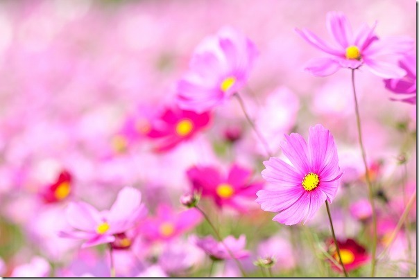 糸島,平原歴史公園のコスモス畑 糸島,平原歴史公園のコスモス畑