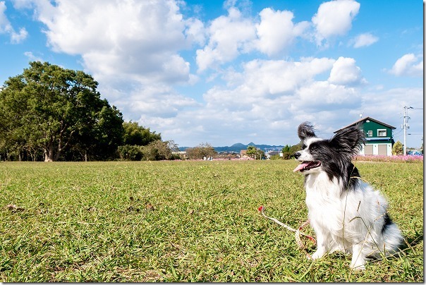 糸島,平原歴史公園の芝生の広場 糸島,平原歴史公園の芝生の広場