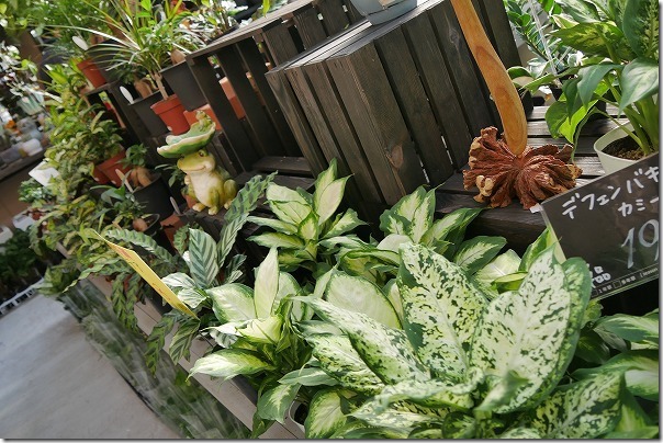 福岡市西区の西の丘にあるガーデニングショップ「エフェクト」観葉植物 福岡市西区の西の丘にあるガーデニングショップ「エフェクト」観葉植物