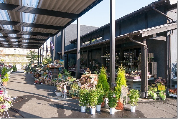 福岡市西区の西の丘にあるガーデニングショップ「エフェクト」切り花 福岡市西区の西の丘にあるガーデニングショップ「エフェクト」切り花