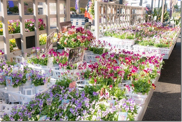 福岡市西区の西の丘にあるガーデニングショップ「エフェクト」たくさんの花 福岡市西区の西の丘にあるガーデニングショップ「エフェクト」たくさんの花