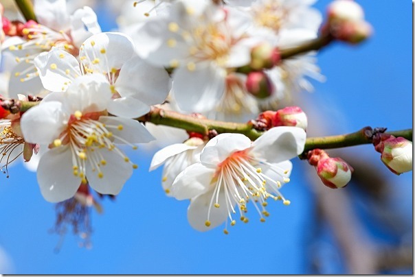 糸島の小富士梅林で梅の開花状況2019 糸島の小富士梅林で梅の開花状況2019