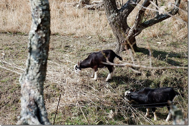 糸島の小富士梅林で梅でヤギさん 糸島の小富士梅林で梅でヤギさん