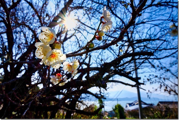糸島の小富士梅林で梅と海と空 糸島の小富士梅林で梅と海と空