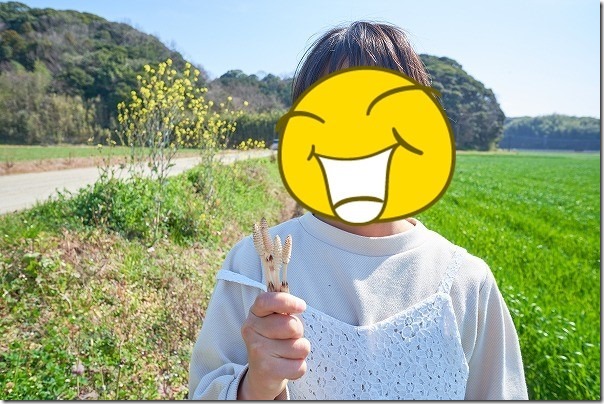 子供と糸島でツクシ取り