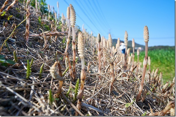 糸島でツクシの群生