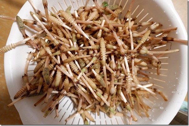 糸島でツクシたくさん