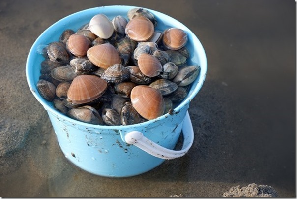 室見川の河口で潮干狩りでアオヤギ、アサリ