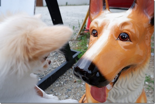 糸島櫻井,ブルールーフ （Blue Roof）の看板犬