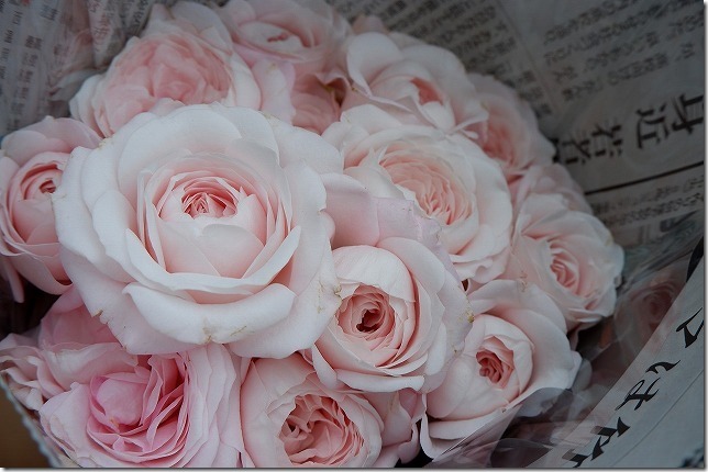 西の丘のガーデニングショップ,エフェクト切り花 西の丘のガーデニングショップ,エフェクト切り花