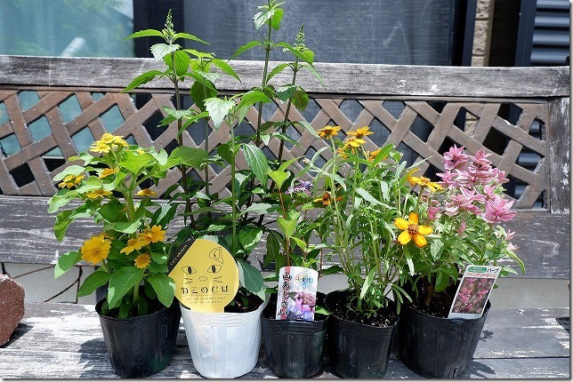 西の丘のガーデニングショップ,エフェクト庭花 西の丘のガーデニングショップ,エフェクト庭花