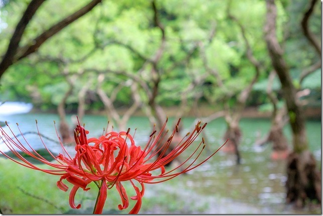 不動池と彼岸花、糸島