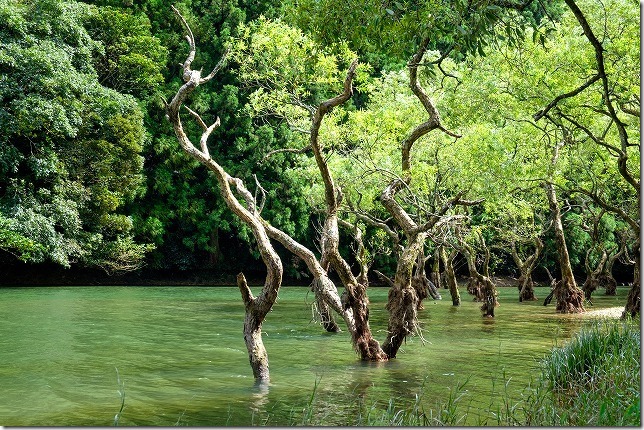 糸島,不動池の水面から生える木