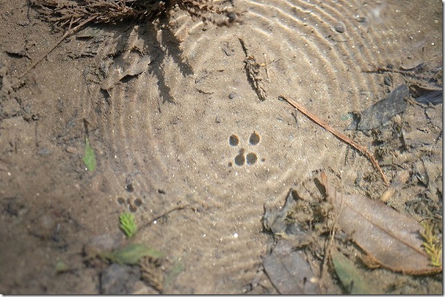 雷山千如寺大悲王院のアメンボ