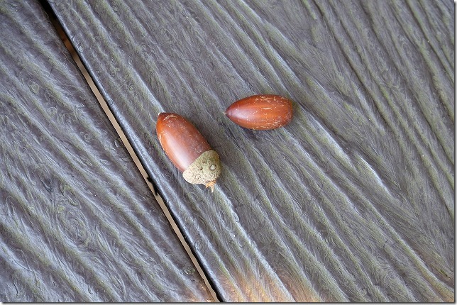 可也山登山道,椎の実 可也山登山道,椎の実