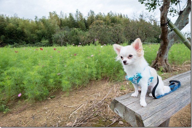 糸島,平原歴史公園のコスモス畑,2019開花状況 糸島,平原歴史公園のコスモス畑,2019開花状況