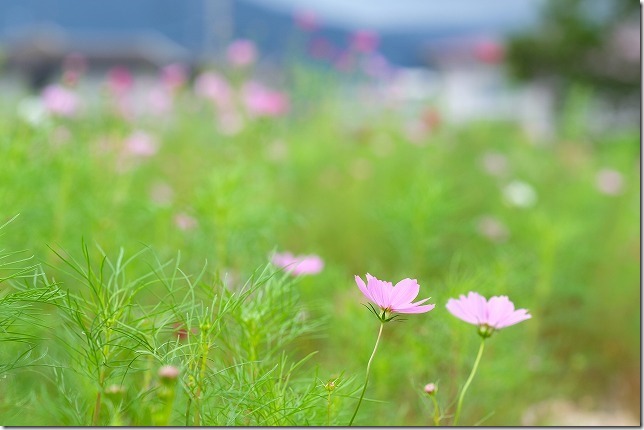 糸島,平原歴史公園のコスモス畑,2019開花状況 糸島,平原歴史公園のコスモス畑,2019開花状況