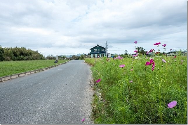 糸島,平原歴史公園のコスモス畑,2019開花状況 糸島,平原歴史公園のコスモス畑,2019開花状況