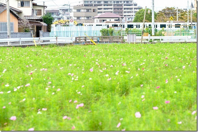 周船寺のコスモスと電車 周船寺のコスモスと電車