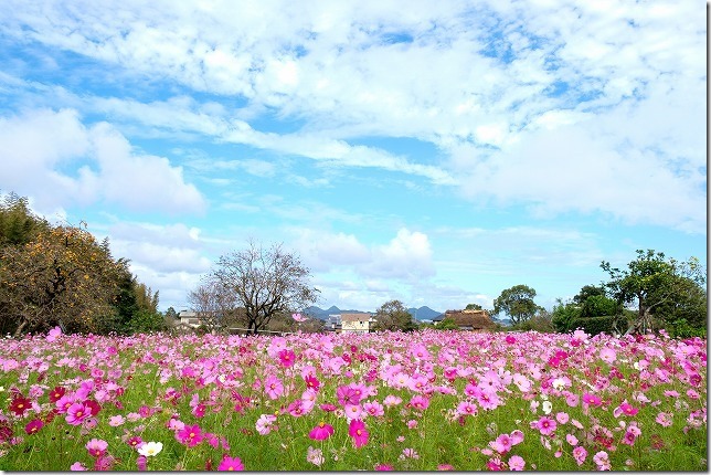 糸島,平原歴史公園のコスモス畑,2019/10/19,開花状況 糸島,平原歴史公園のコスモス畑,2019/10/19,開花状況