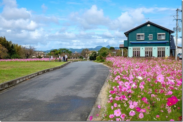 糸島,平原歴史公園のコスモス畑,2019/10/19,開花状況 糸島,平原歴史公園のコスモス畑,2019/10/19,開花状況